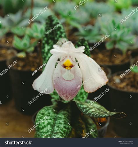 stein crossword clue|Paphiopedilum niveum .
